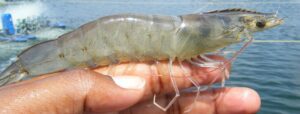 Common-enemies-of-shrimp-farming-Growth-retardation-EHP-and-White-feces-syndrome-rehpairo-vinayak Ingre