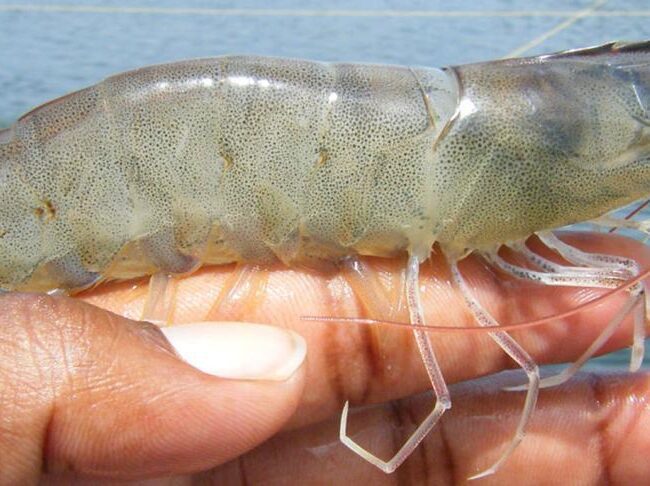 Common-enemies-of-shrimp-farming-Growth-retardation-EHP-and-White-feces-syndrome-rehpairo-vinayak Ingre