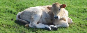 animal-feed-supplements-Advance-newborn-calves-and-colostrum-management-Vinayak-Ingredients-India