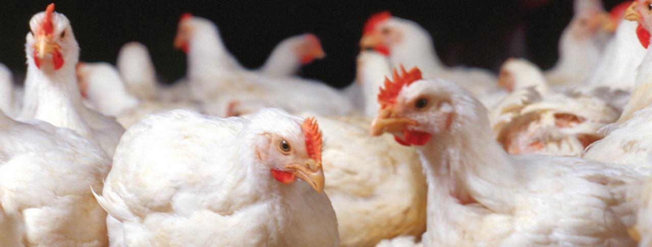 deep-litter-chickens - ESSENTIOLITT-I - Insects control at poultry production, footpad dermatitis and common disease occurrences - vinayak Ingredients India Pvt Ltd
