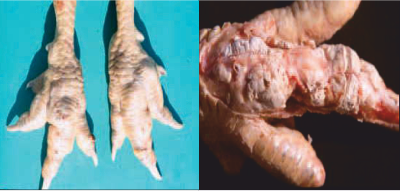 Adverse links between wet poultry litter, footpad dermatitis and common disease occurrences Post