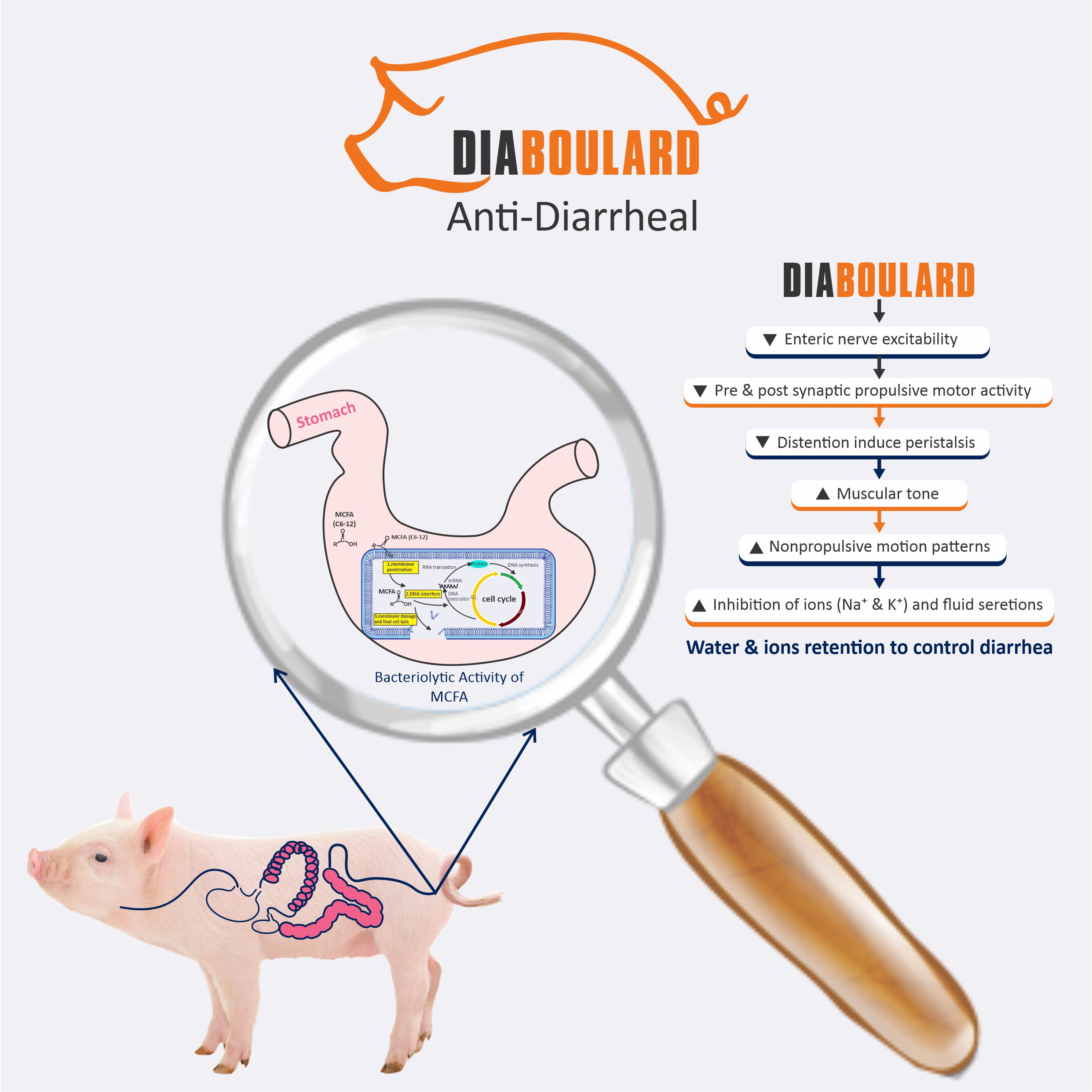 Mechanism of Action - MOA of Diaboulard Swine diarrhea supplements, Anti-diarrheal supplements for swine, Antibiotic for diarrhea in pigs.