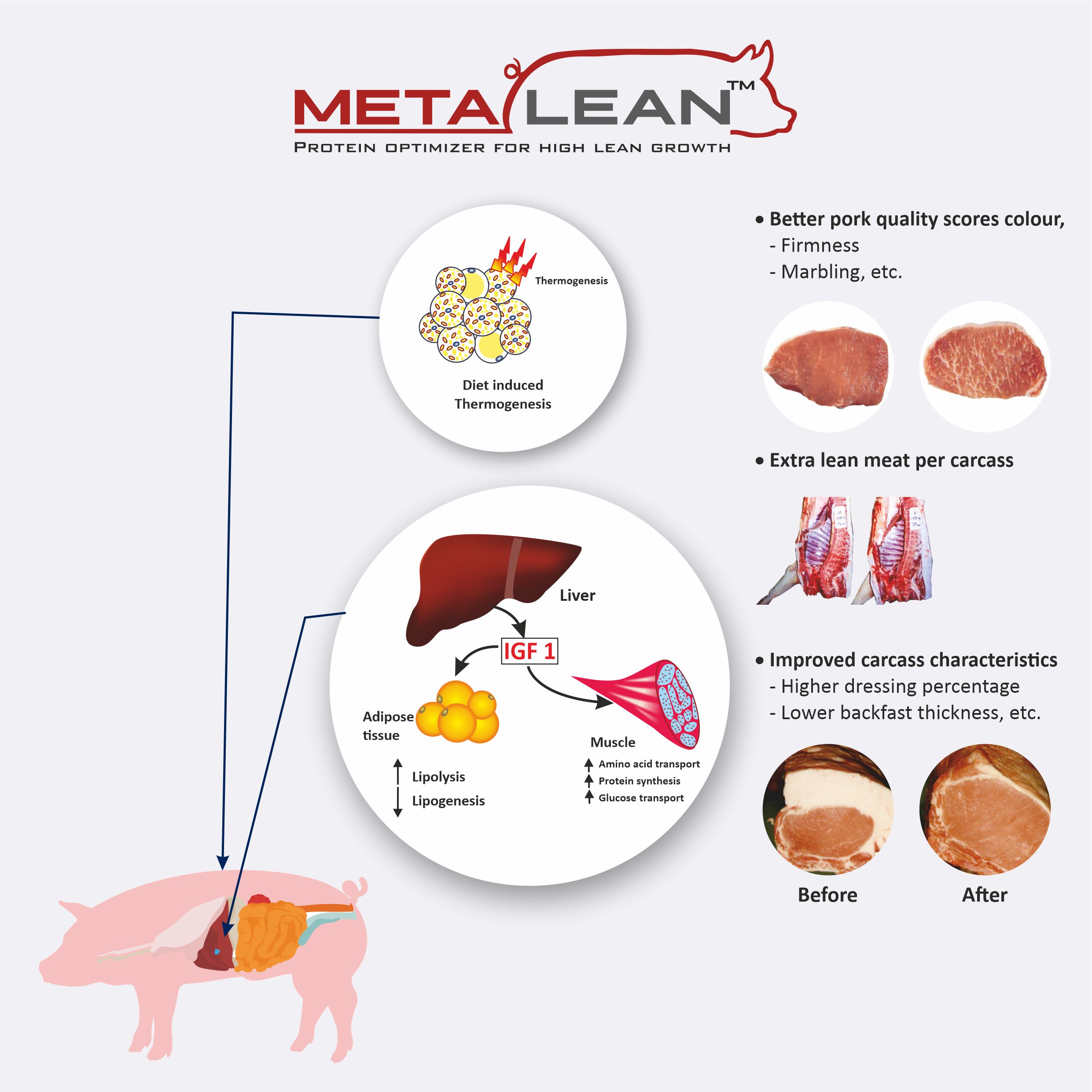 METALEAN - Mechanism of action - MOA of Metalean Protein optimizer for swine, Swine lean growth supplements, Essential amino acid for swine, Pig growth Booster lean mass,