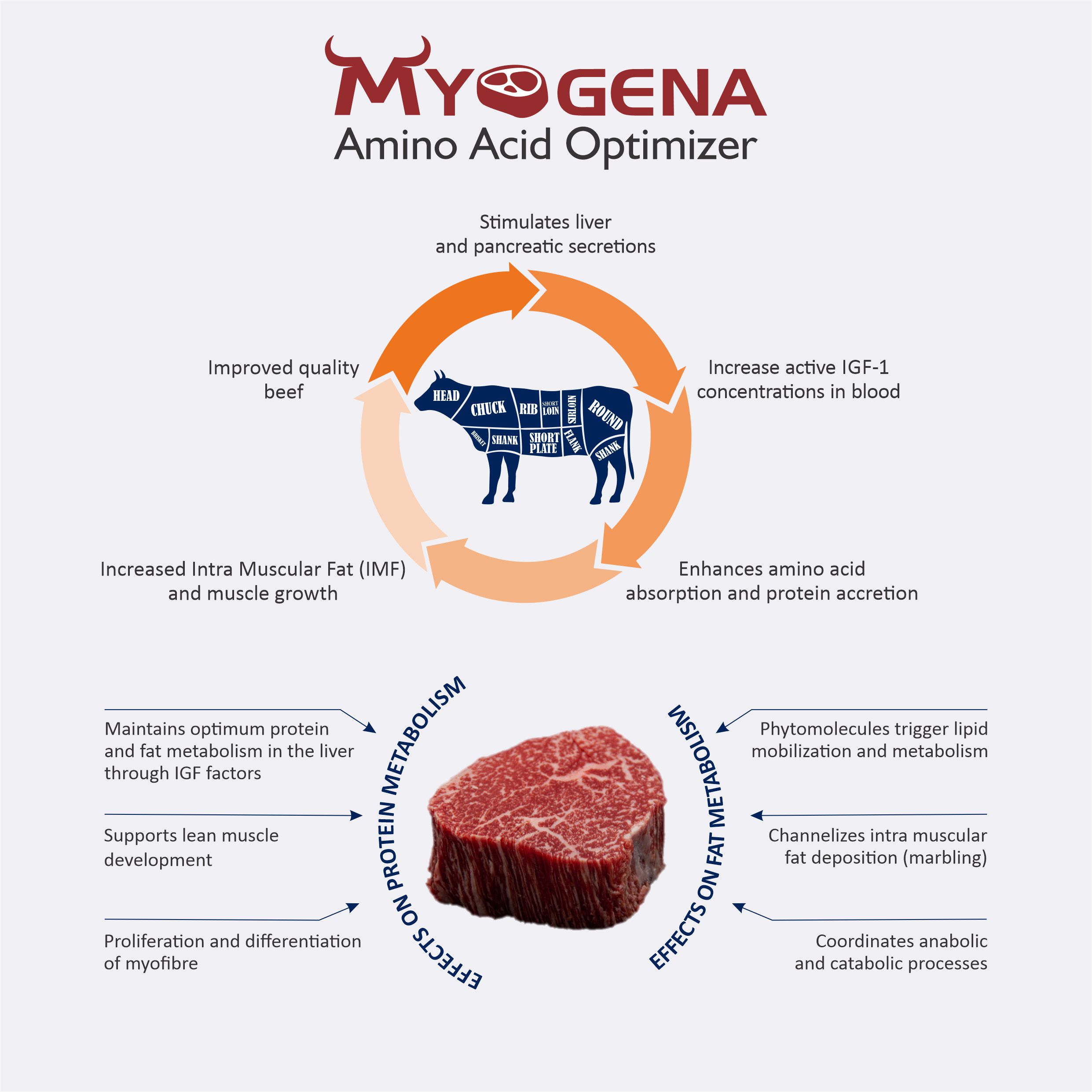 MYOGENA - an Image of MOA, Mechanism of action- Improve FCR and weight in beef cattle - Natural Growth Promoter in cattle farming - Amino acid optimizer for rumen