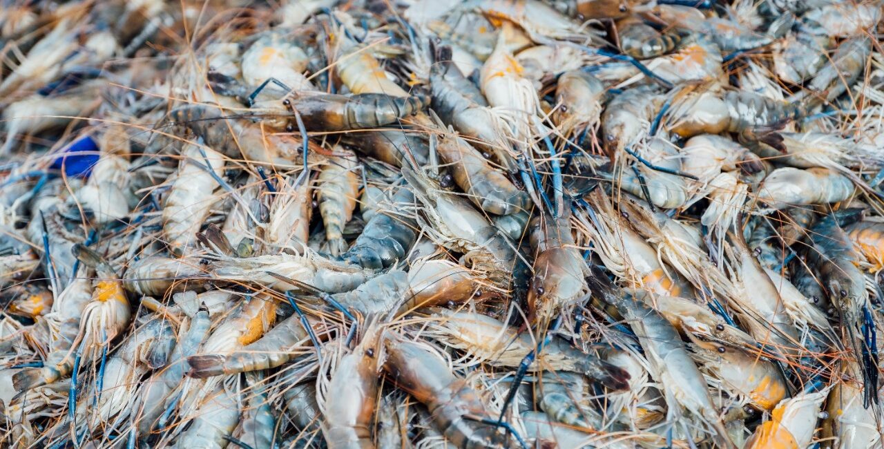 Natural Supplements for Aqua feeds and farming - EHP and White feces management in Shrimp farming