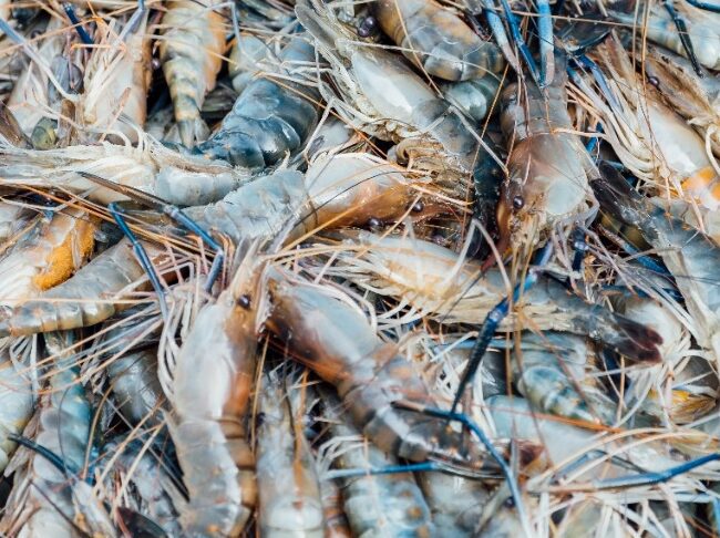 Natural Supplements for Aqua feeds and farming - EHP and White feces management in Shrimp farming
