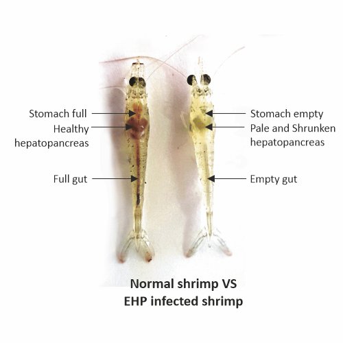 Recovery of shrimp digestive system
