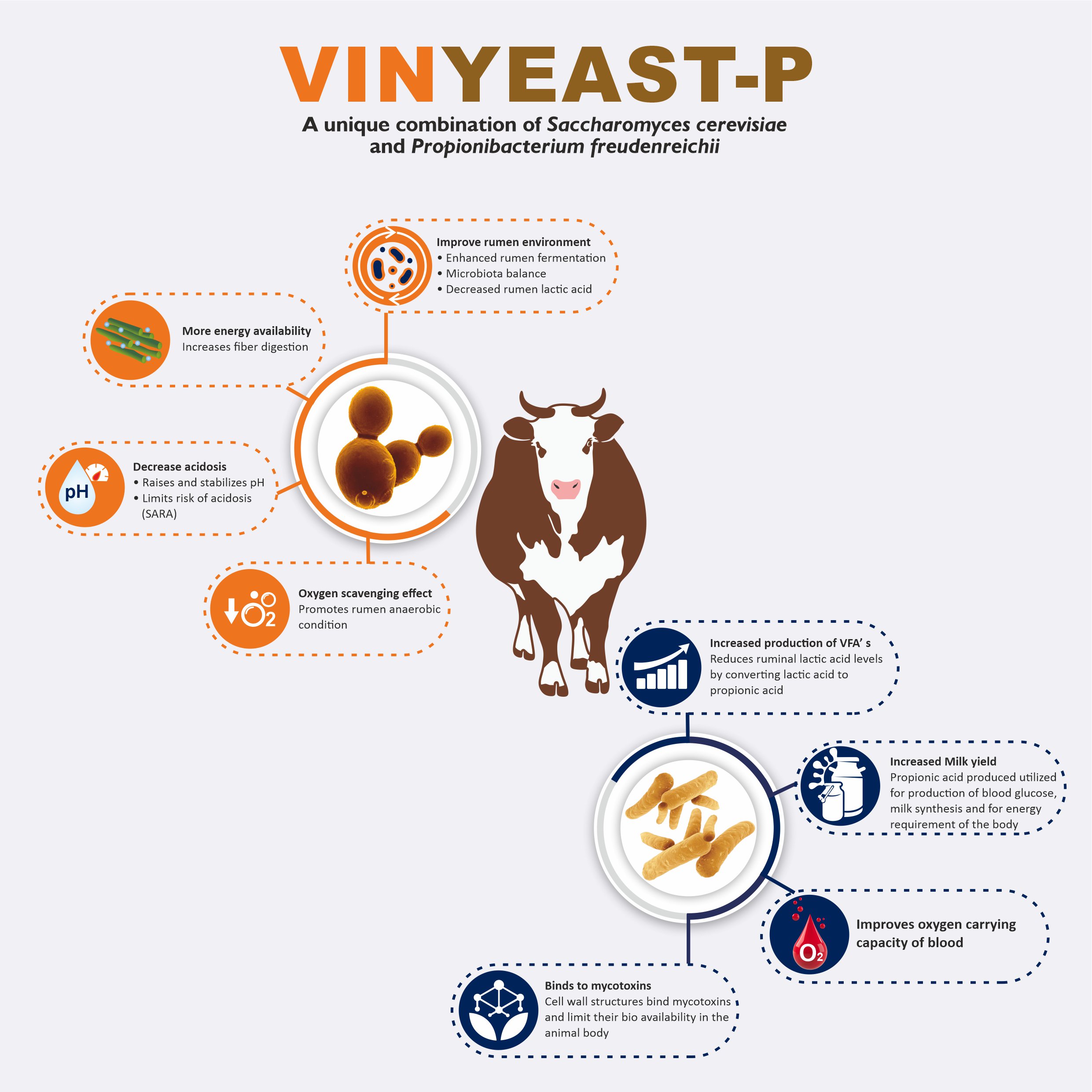 VINYEAST P - Mechanism of action- Increases butter fat yield in cattle