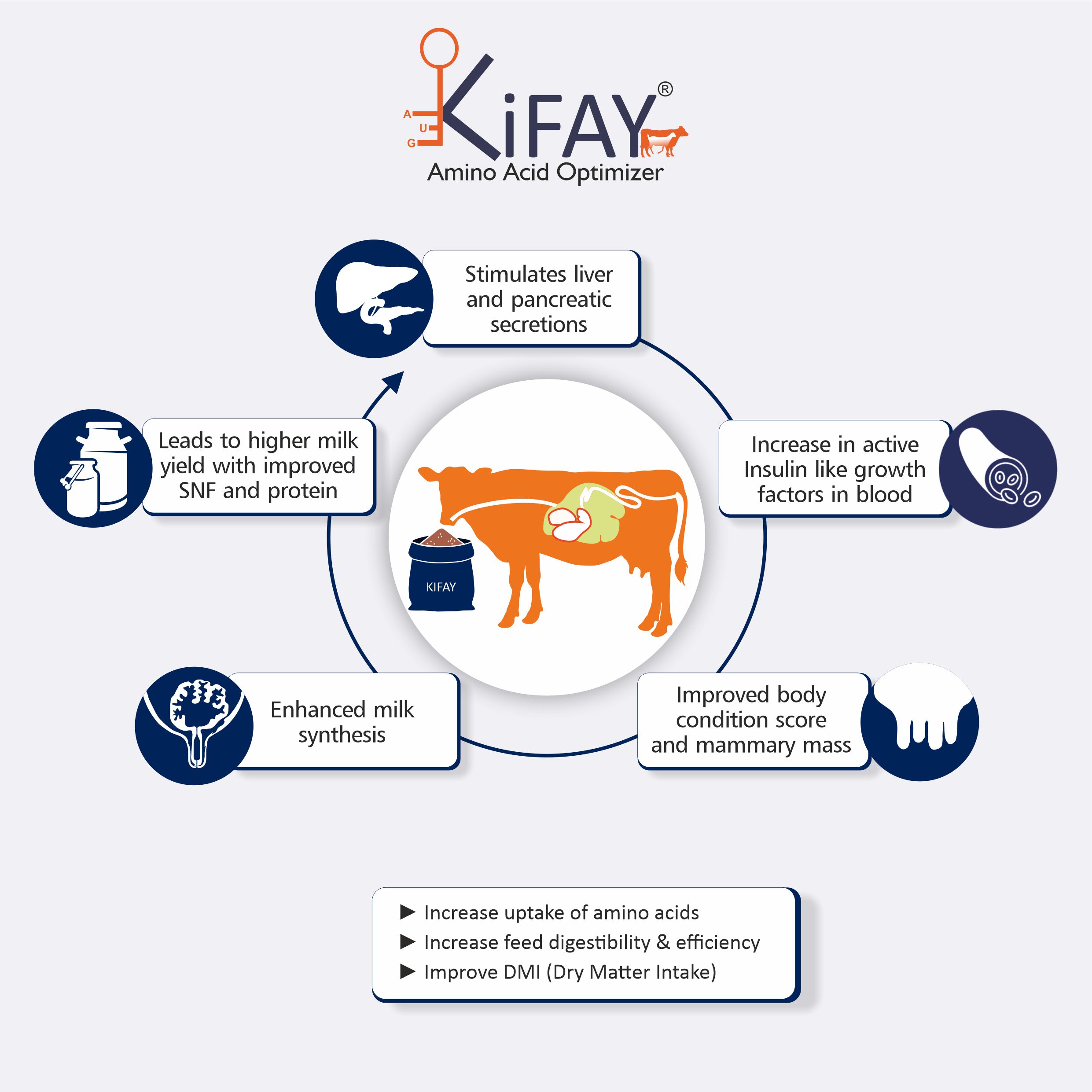 Image Shows mechanism of action for KiFay - Herbal milk booster - Dairy growth and BCS supplement - Improve milk protein