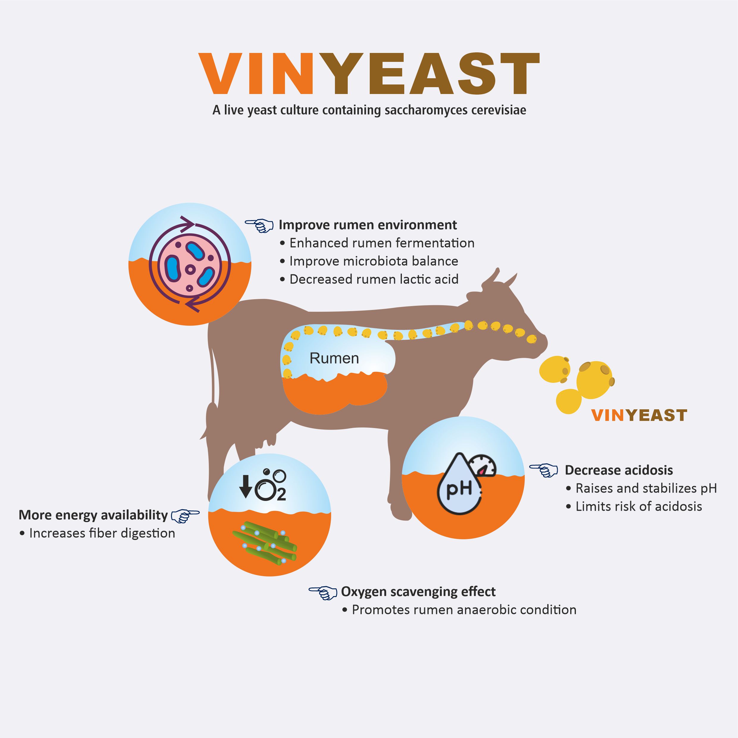 Vinyeast I Live yeast culture for cattle I Milk yield booster