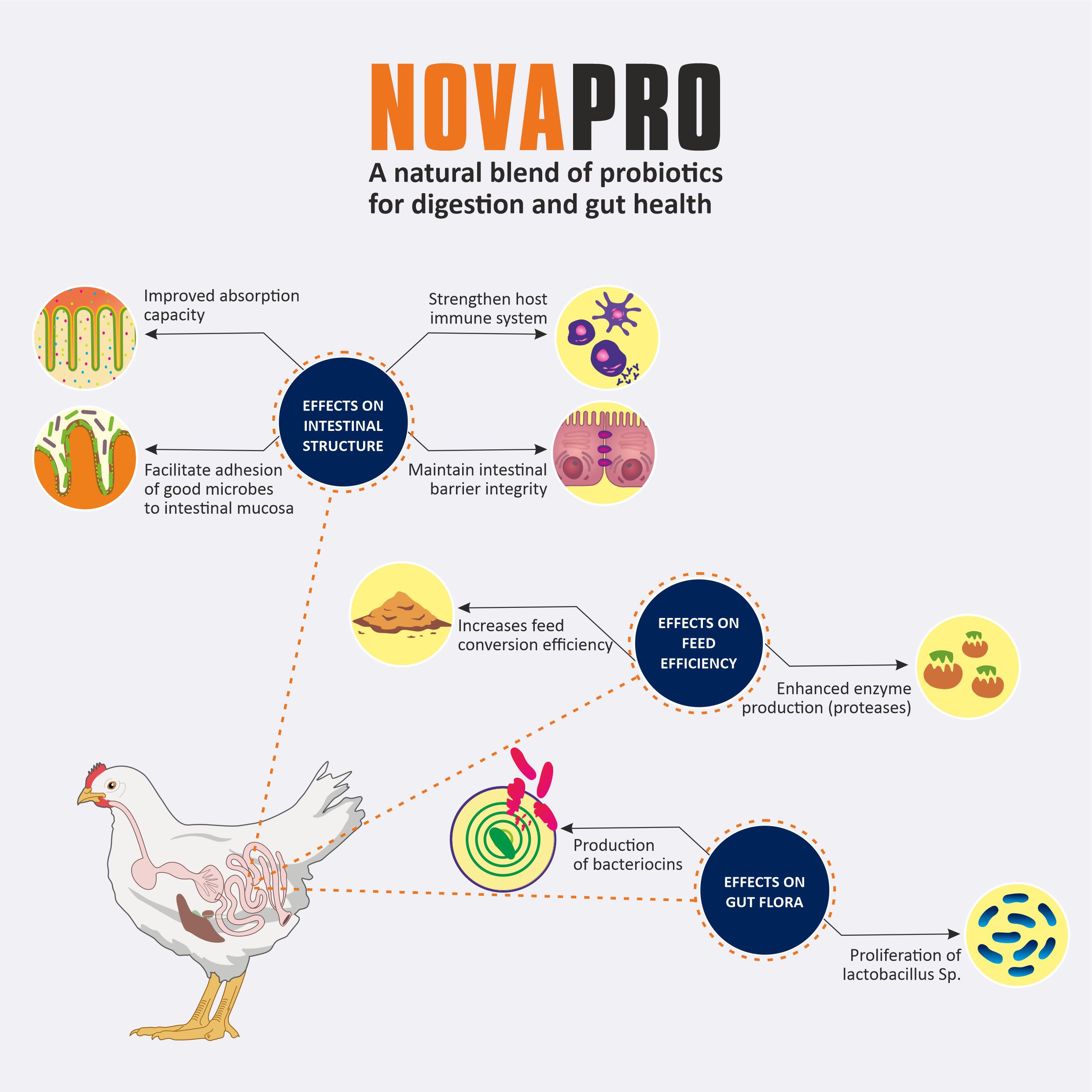 NOVAPRO MOA - Mechanism of action - Natural Supplements to Improve gut health and immune system in poultry
