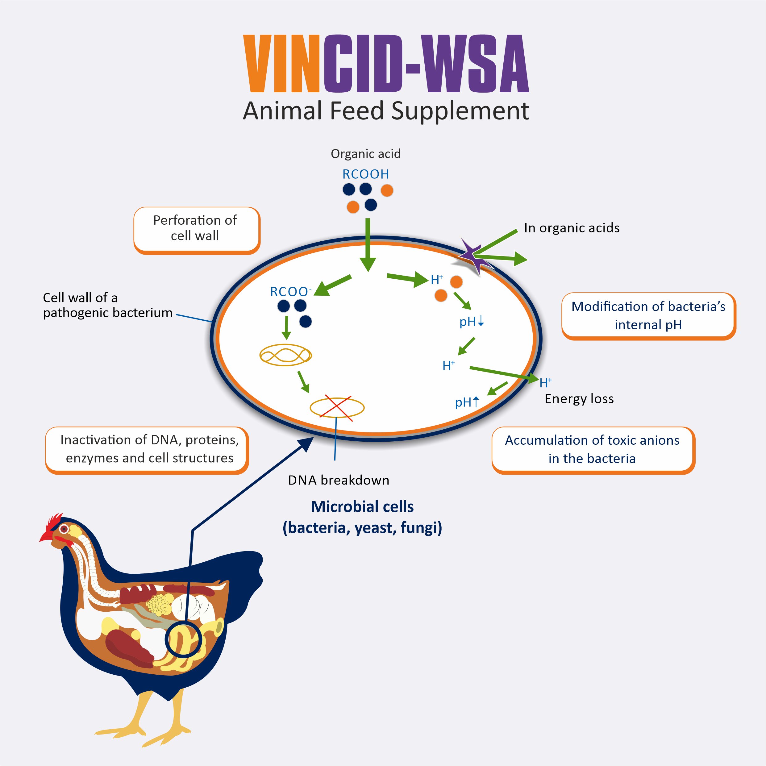 VINCID-WSA MOA - improving gut health in poultry -Improved digestion and absorption of nutrients in poultry