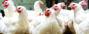 phytogenic coccidiostat - natural supplements to reduce mortality in poultry - Poultry Coccidiosis Associated Antibiotic Overuse and Effective Alternatives alternative