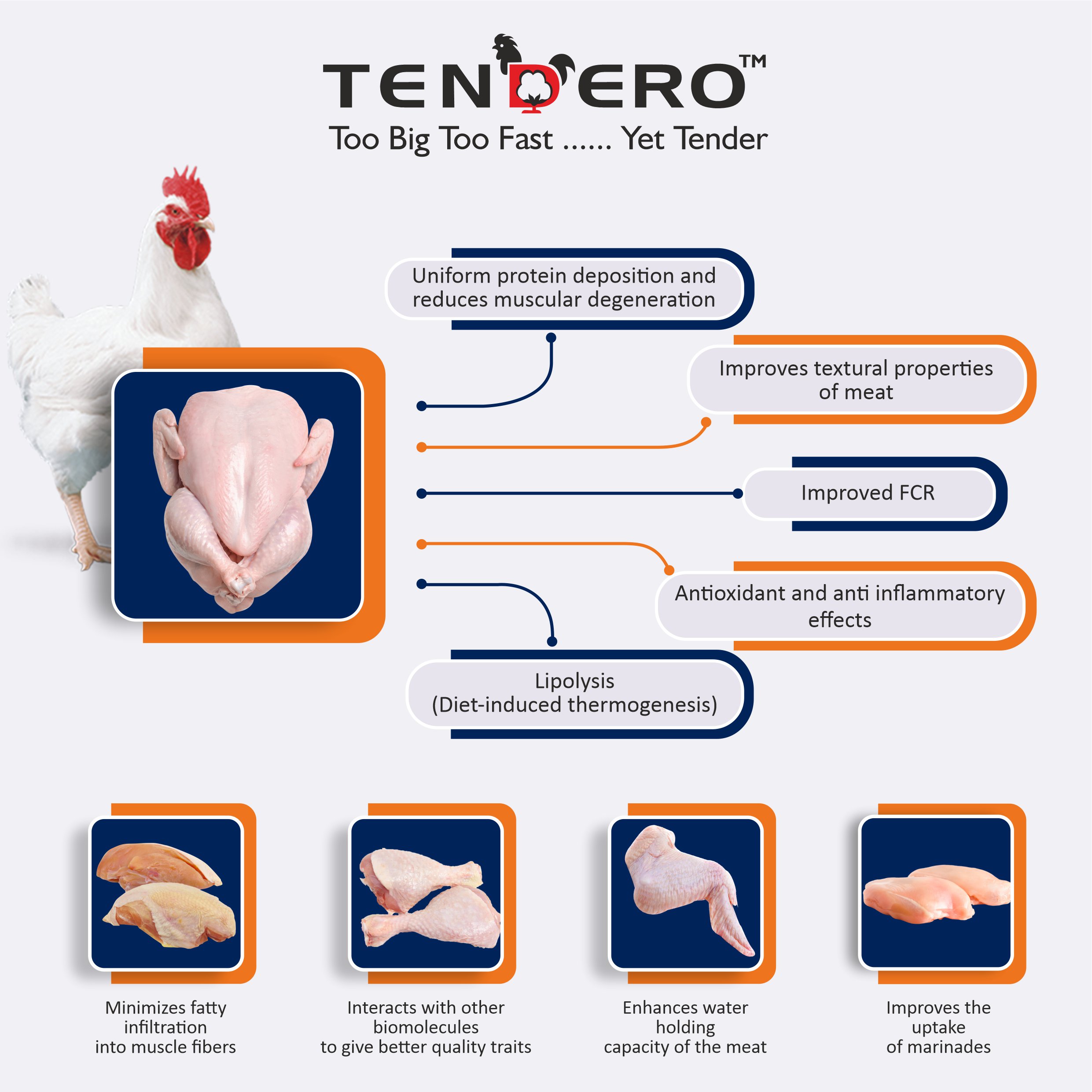 tendero MOA - Mechanism of action - Tender chicken in poultry - Growth supplements for poultry in India