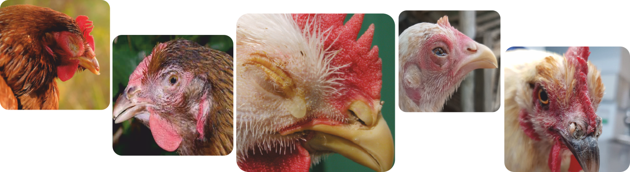 chronic respiratory disease in poultry