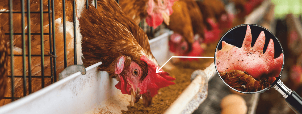 Herbal red mite management in poultry I Control mites infestation in poultry -Growing Impact of Red Mites Dermanyssus Gallinae on Birds A Complete Guide - Vinayak ingredients