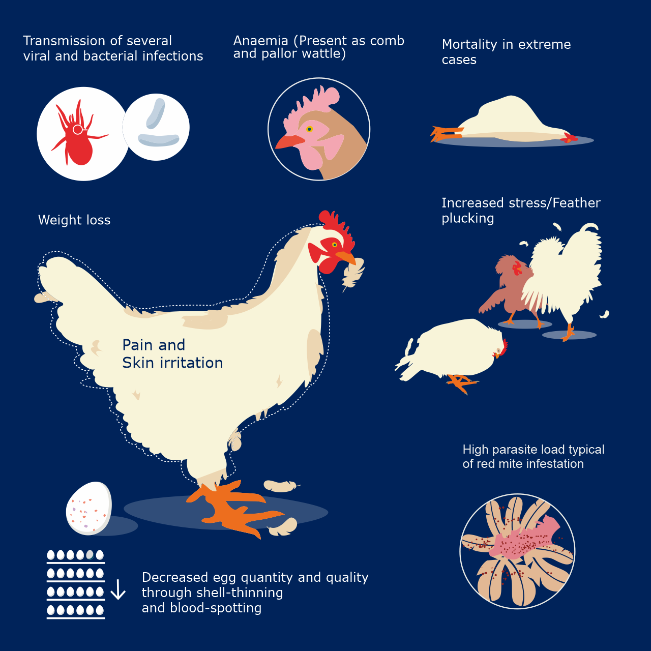 Red mite management in poultry - Prevent mite infestation in poultry - Control red mite Dermanyssus gallinae in poultry - Prevent mite infestation in poultry - Vinayak