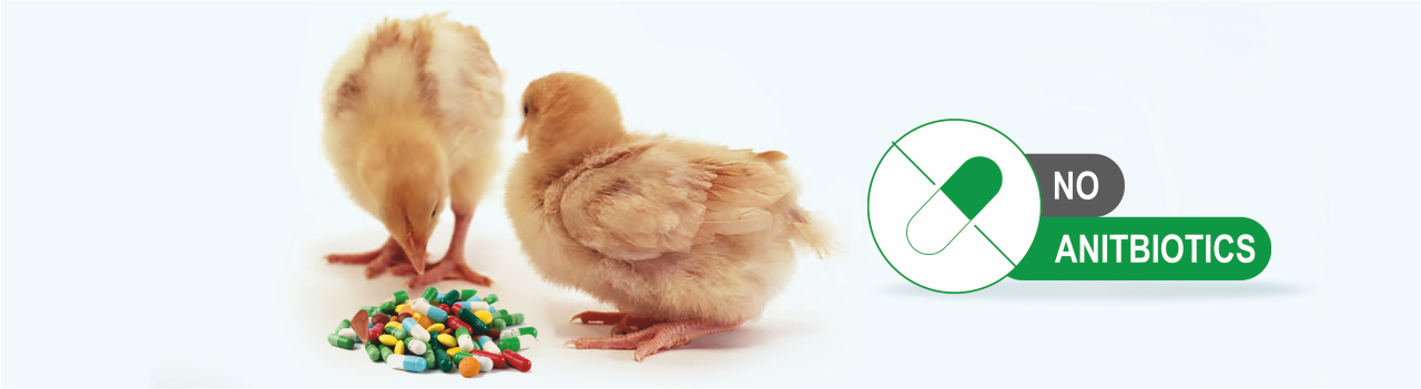 herbal growth promoters in poultry - AGP Replacers in poultry - Control entropathogens in chicken - Weight gain in broilers chicken - Vinayak Ingredients India.