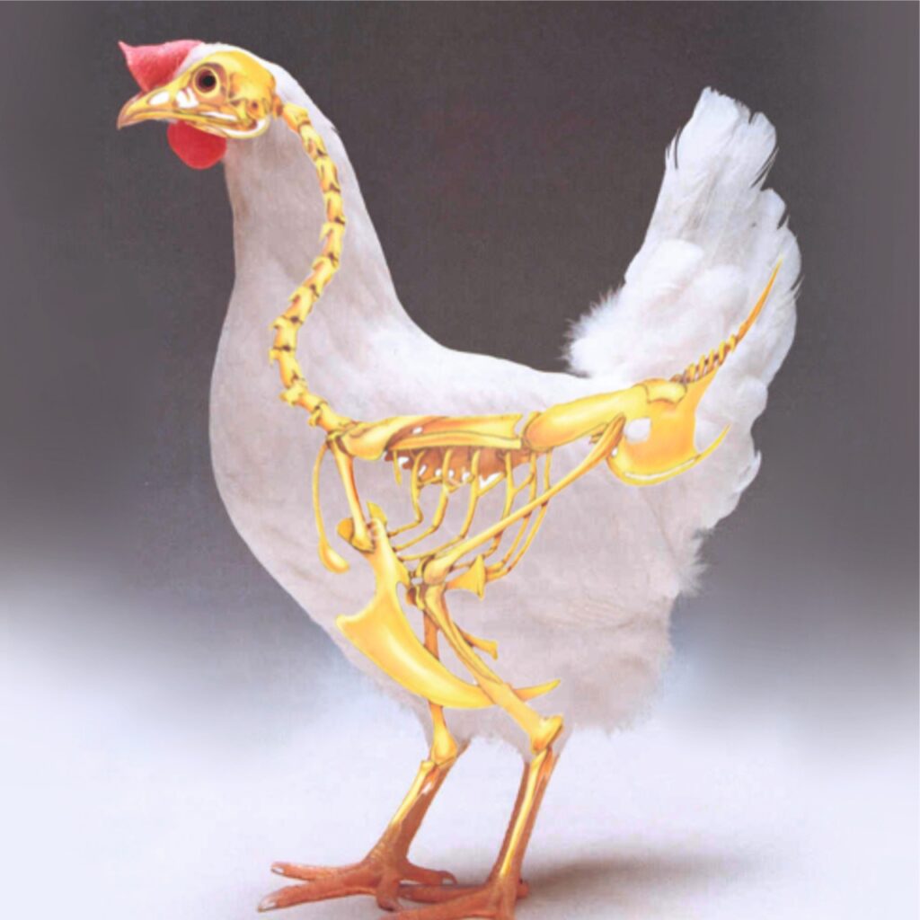Improve poultry growth production - Vitamin D deficiency in Chickens - vitamin D for layer Chicken - Vinayak Ingredients India - Herbal feed supplements for Chicken far