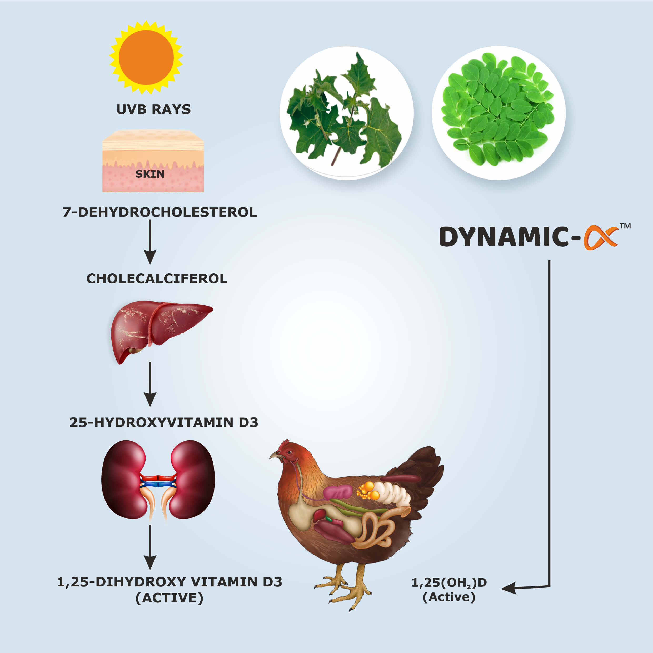 Organic vitamin d supplement in poultry - Vitamin D deficiency in Chickens - vitamin D for layer Chicken-Vinayak Ingredients India-Herbal feed supplements for Chicken