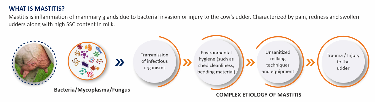 Cattle Feed Supplements- mastitis control in cow - mastitis control in dairy herds - vinayak Ingredients India Pvt Ltd