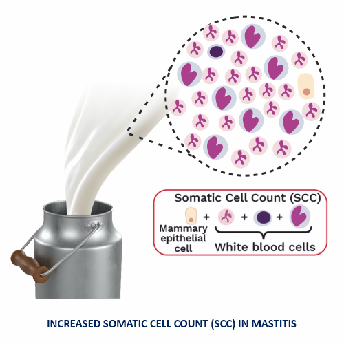 Control Somantic cell count in milk production - Milk Hygiene Precursors - Recomast - Vinayak Ingredients Pvt ltd