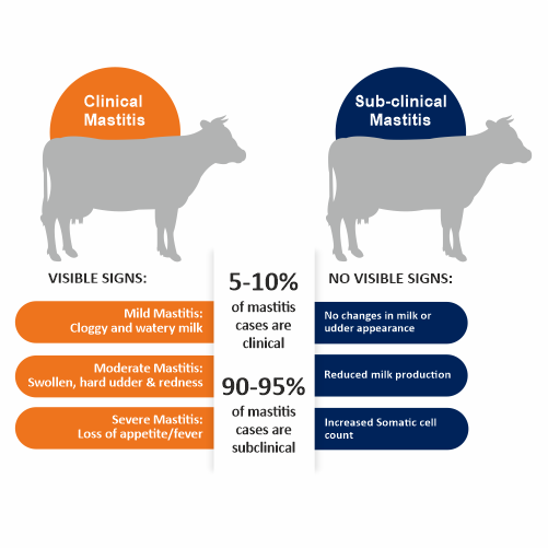 Prevent Subclinical mastitis in cattle - Prevent clinical mastitis in cattle - mastitis control in dairy herds - Prevent bovine inflammatory disease