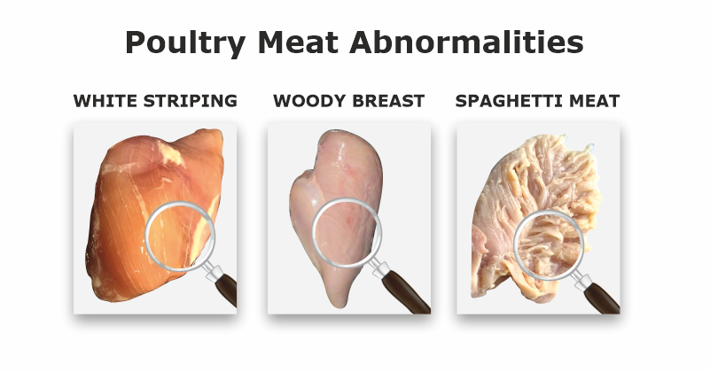 Tender chicken breast meat-Treatment for muscle abnormalities in chicken-broiler chicken breast-Vinayak Ingredients-Natural Poultry Feed Supplements in Mumbai, India