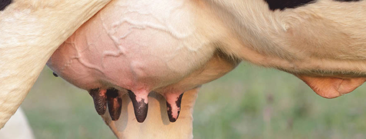 recomast - Hoslistic Udder Health Management - mastitis control in dairy farming