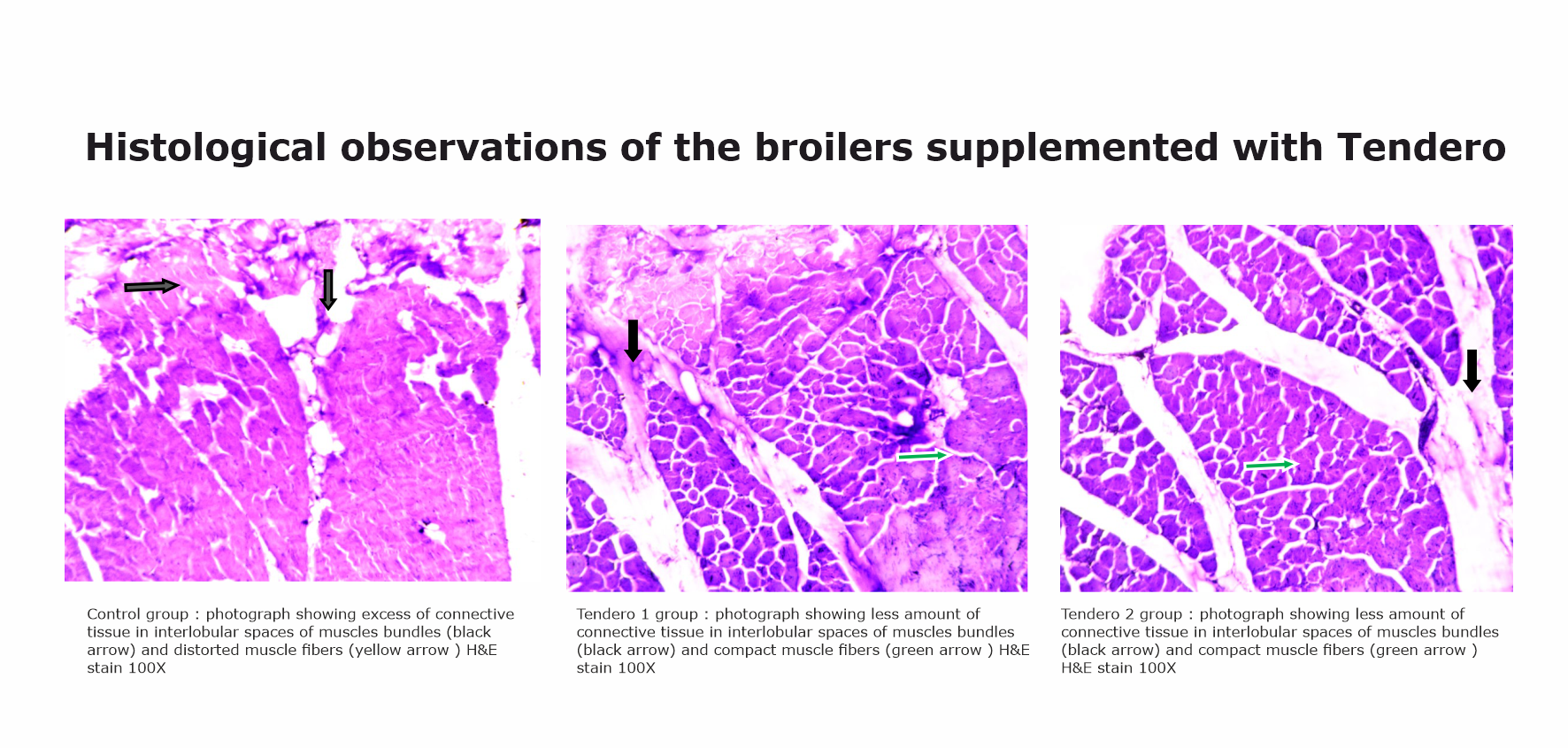Histological observations of the broilers supplemented with Tendero