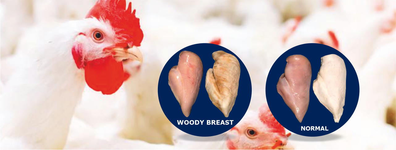 Supplement for tender and juicy chicken-Herbal Poultry Feed Supplements in India-Tender chicken meat