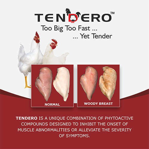 Supplement for tender and juicy chicken-Reduce woody breast and white striping-Supplement for tender and juicy chicken-Vinayak ingredients India-Herbal Poultry Feed Supplements in India