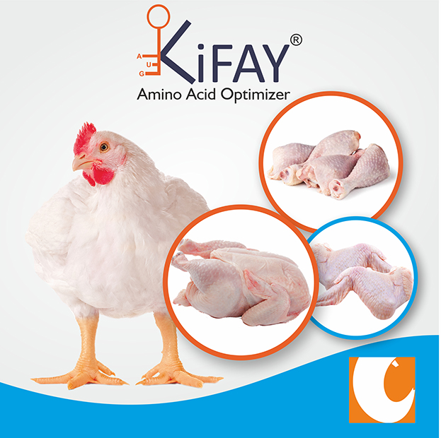 dietary supplement for weight gain best broiler growth booster kifay Natural growth promoter