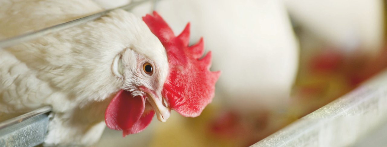 Alternative protein strategy for poultry feed, an economic approach towards  feed formulation | Vinayak Ingredients (India) Pvt Ltd