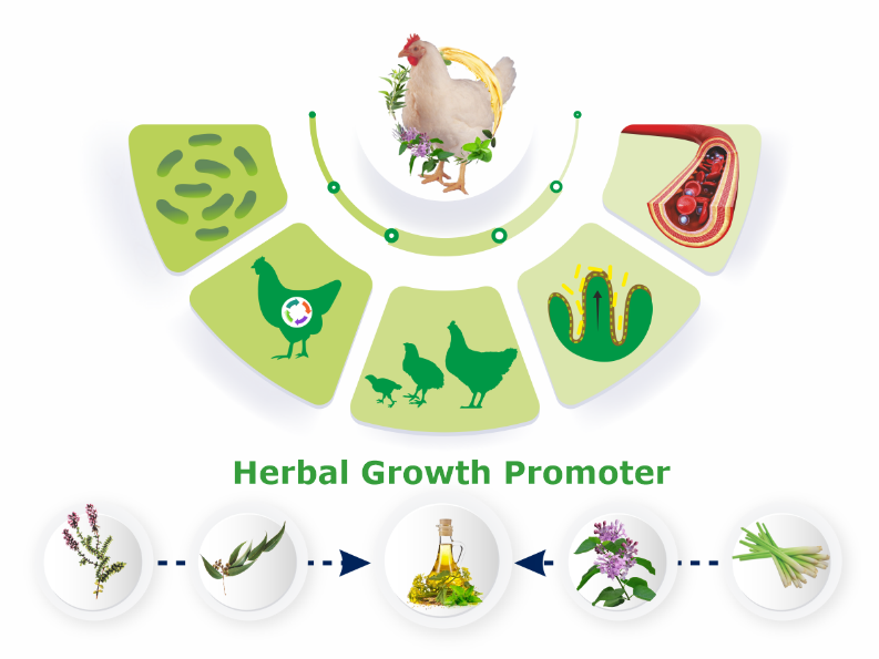 herbofloxin - Phytogenic growth supplements for poultry - AGP Replacers in poultry - Poultry Feed