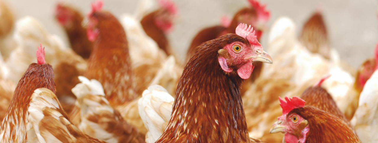 innovative products in poultry feed supplements - Chicken feed supplements in India