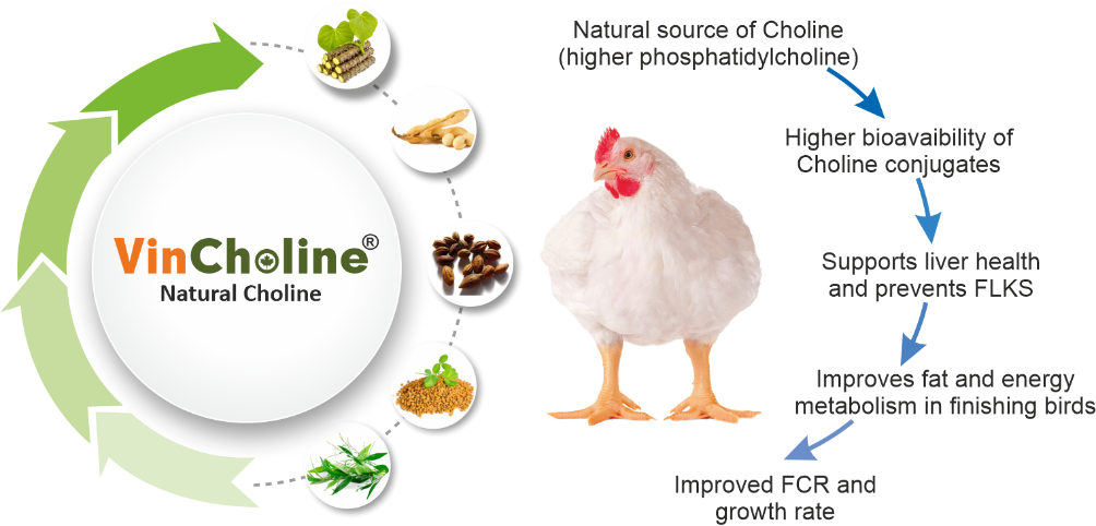 vincholine-choline chloride in poultry-vinayak ingredients India Pvt Ltd- Natural feed supplement.gif