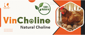 vincholine-choline chloride in poultry-vinayak ingredients India Pvt Ltd- Natural feed supplements