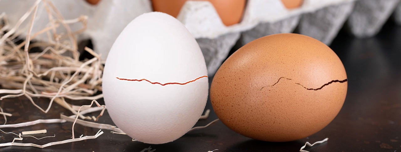 Why Broken Eggs Break The Bank: The Hidden Costs For Farmers