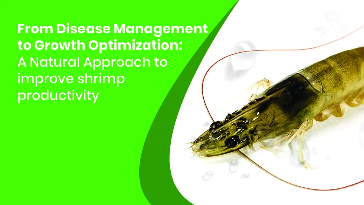 From Disease Management to Growth Optimization: A Natural Approach to Improve Shrimp Productivity