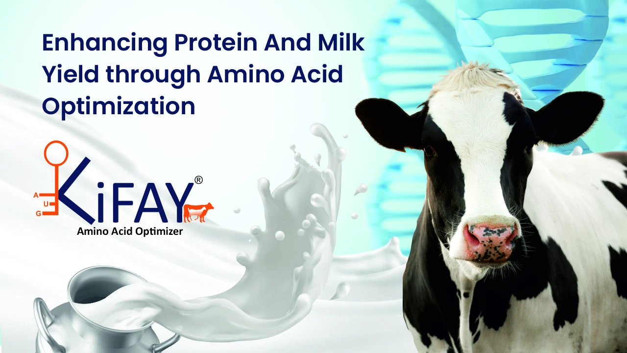 Enhancing Protein and Milk Yield through Amino Acid Optimization
