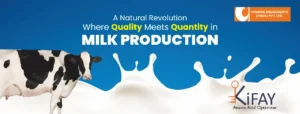 A visual representation of KiFAY, an amino acid optimizer by Vinayak Ingredients, improving protein absorption in dairy cattle to enhance milk production and quality.
