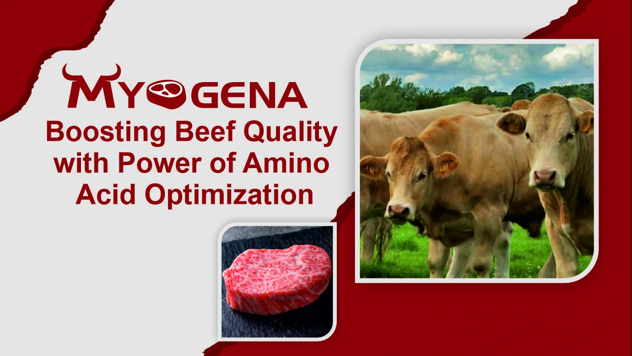 MYOGENA – Boosting Beef Quality with Power of Amino Acid Optimization