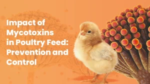 Understand the harmful effects of mycotoxins in poultry feed and discover how VinSorb, a mycotoxin binder by Vinayak Ingredients, helps in effective prevention and control.
