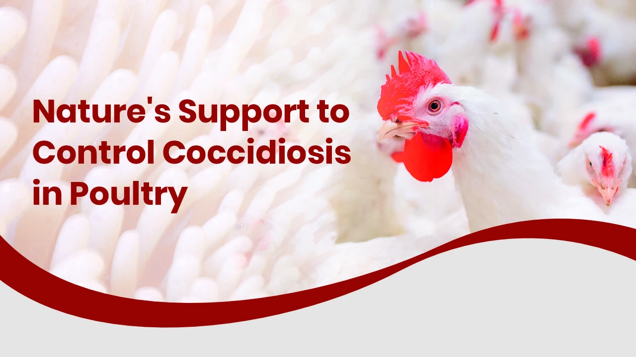 Nature’s support to control coccidiosis in poultry