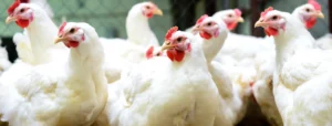 A natural phytogenic coccidiostat supplement by Vinayak Ingredients to combat poultry coccidiosis, reduce mortality, and minimize antibiotic overuse in poultry farming.