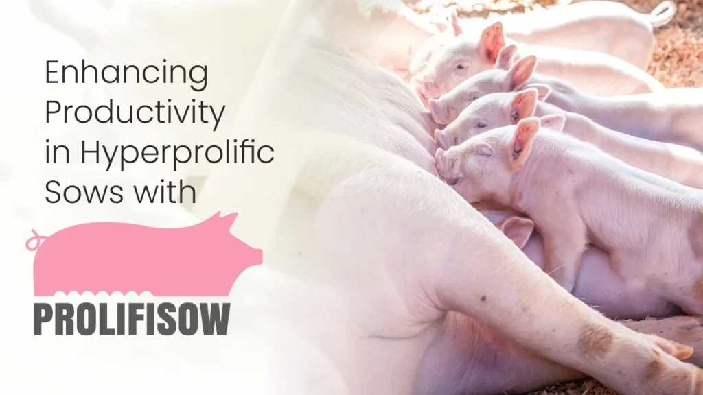 Enhancing Productivity in Hyperprolific Sows with PROLIFISOW