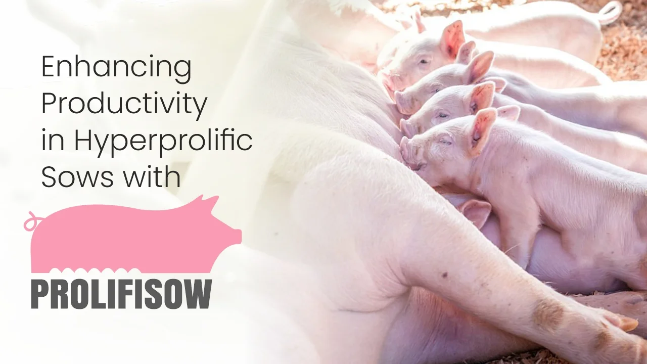Enhancing Productivity in Hyperprolific Sows with PROLIFISOW