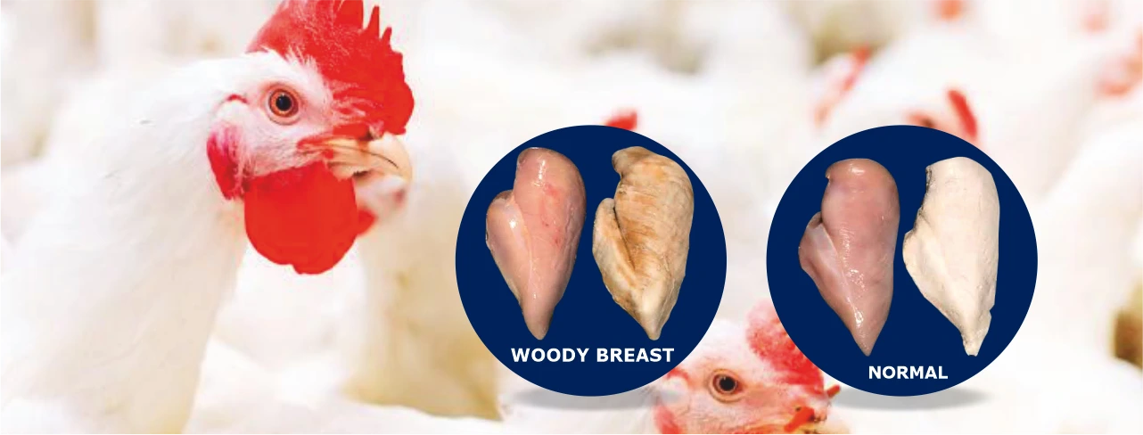 Woody breast myopathy and white striping – undesirable textural changes in chicken in the modern poultry industry