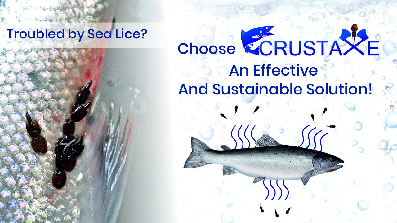 Troubled by Sea Lice? Choose CRUSTAXE – An Effective and Sustainable Solution!
